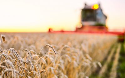 Exploitants agricoles : la MSA prend en charge vos cotisations sociales en cas de difficulté