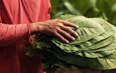 Débitants de tabac : la demande d’aide au soutien exceptionnel passe par GIMT