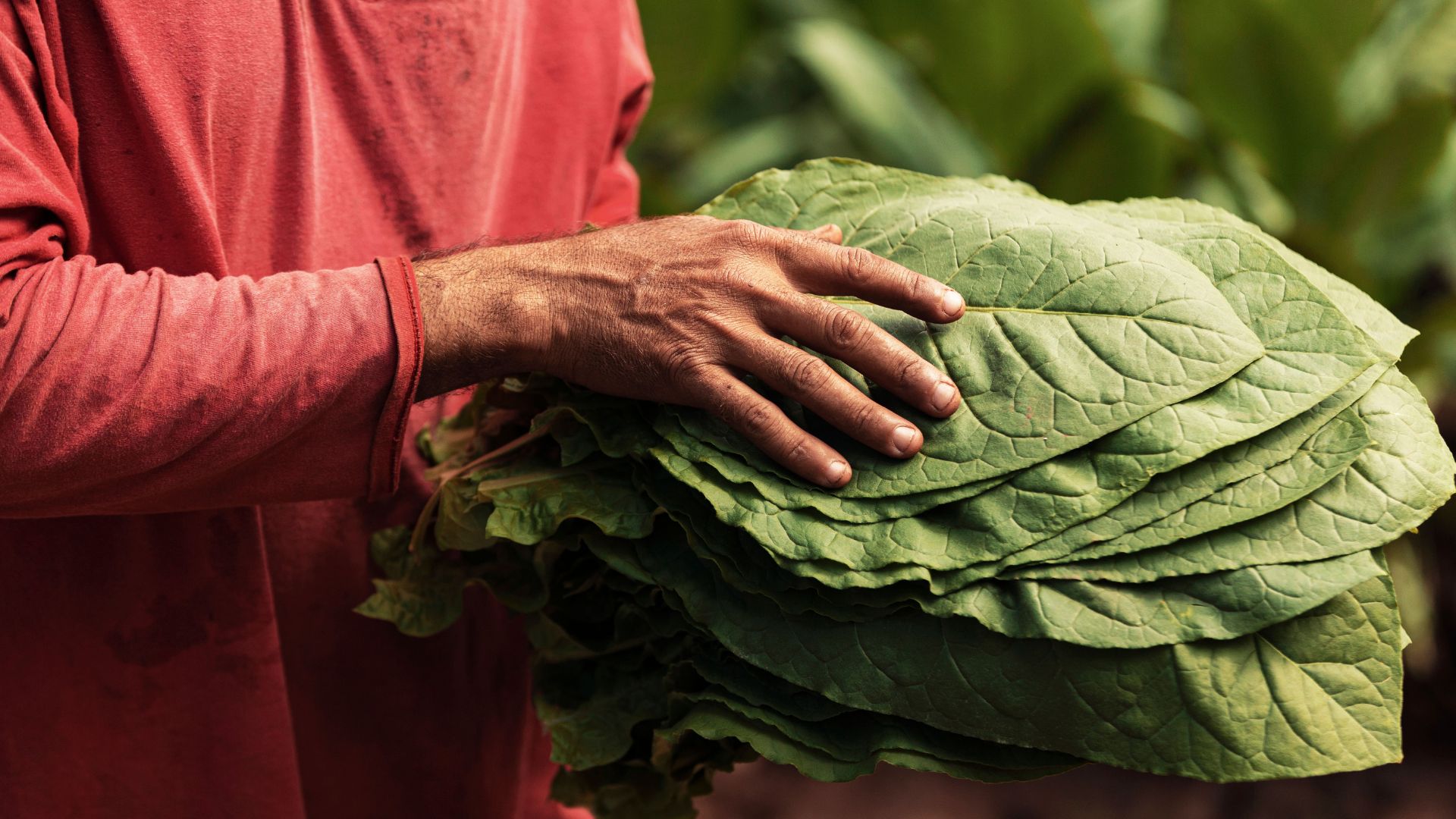 Aide au soutien exceptionnel pour les débitants de tabac - Décret 2026-940